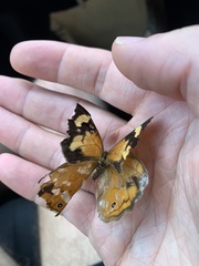 Heteronympha merope