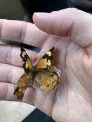 Heteronympha merope