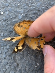 Heteronympha merope