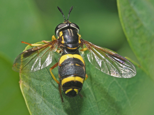 two-banded wasp hoverfly