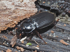 Anisodactylus binotatus
