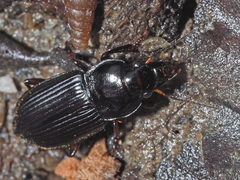 Anisodactylus binotatus