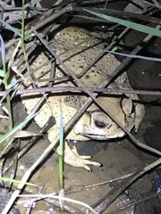 Duttaphrynus melanostictus