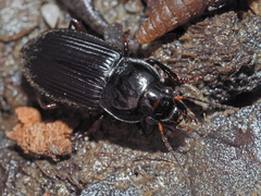 Anisodactylus binotatus