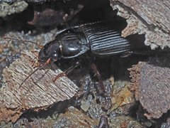 Anisodactylus binotatus
