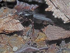 Anisodactylus binotatus