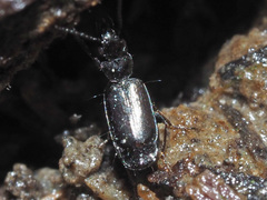 Microlestes minutulus