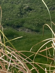 Cyprinodon nevadensis