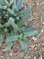 Plagiobothrys arizonicus