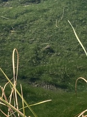 Cyprinodon nevadensis