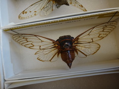 Odopoea strigipennis