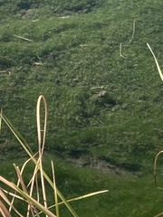 Cyprinodon nevadensis