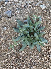 Plagiobothrys arizonicus