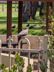 Streptopelia senegalensis