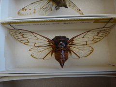 Odopoea strigipennis