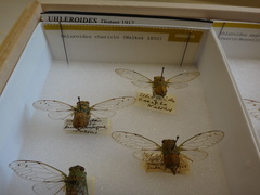 Uhleroides charliclo