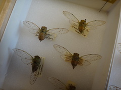 Uhleroides charliclo