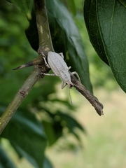 Compsus auricephalus