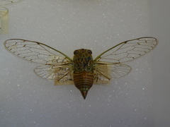 Uhleroides charliclo