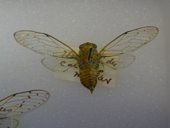 Uhleroides charliclo