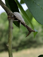 Compsus auricephalus