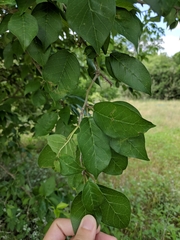 Compsus auricephalus