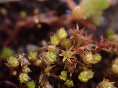 Gemmabryum
