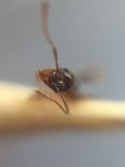Pheidole indica