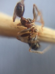 Pheidole indica