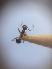 Pheidole indica