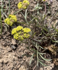 Lomatium farinosum