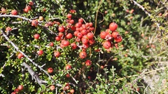 Cotoneaster microphyllus