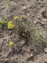 Lomatium farinosum