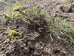 Lomatium farinosum