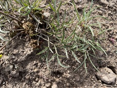Lomatium farinosum