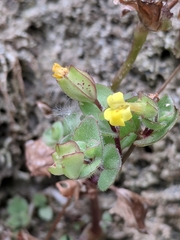 Erythranthe glabrata