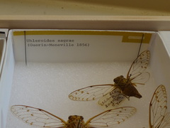 Uhleroides sagrae