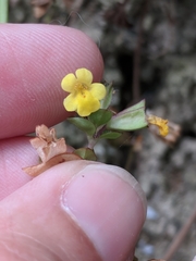 Erythranthe glabrata