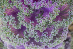 Brassica oleracea acephala