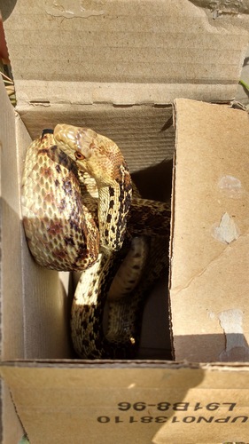 iNaturalist observation photo of Pacific Gopher Snake