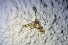 Mischoderus annuliferus