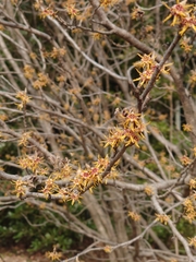 Hamamelis japonica