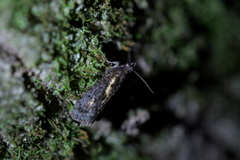 Cryptaspasma querula