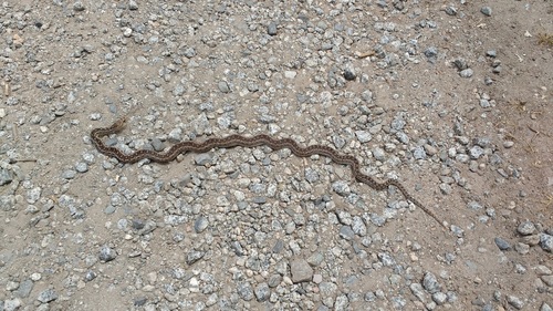 iNaturalist observation photo of Gopher Snake
