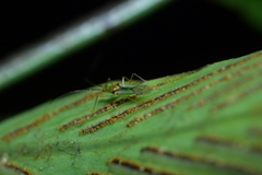 Felisacus elegantulus