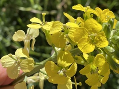Erysimum capitatum capitatum