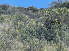 Erysimum capitatum capitatum