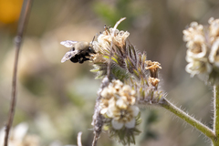 Andrena phaceliae