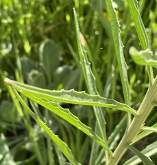 Erysimum capitatum capitatum