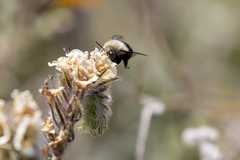 Andrena phaceliae